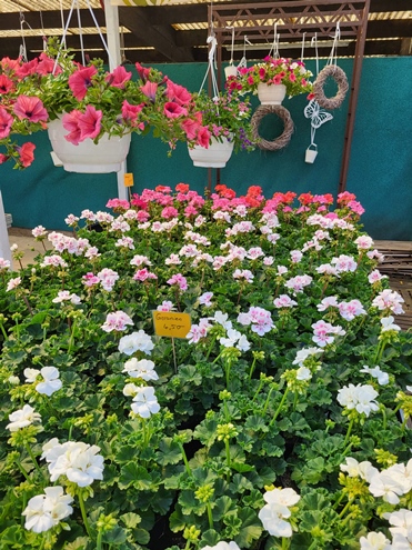 Sommerblumen Hannover